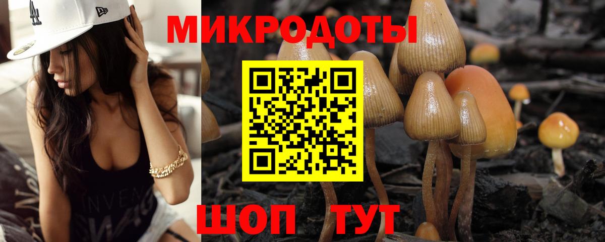 Галлюциногенные грибы Psilocybe Дятьково